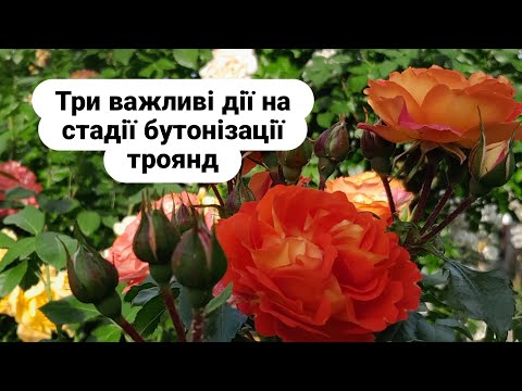 Видео: Підживлення троянд для збільшення кількості квітів. Хлороз/caring for roses before flowering