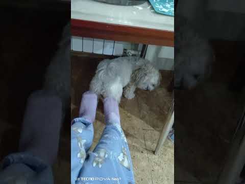 Видео: Маленький помощник. И я еду домой. 