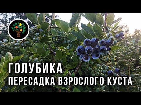 Видео: Голубика. Пересадка взрослого куста