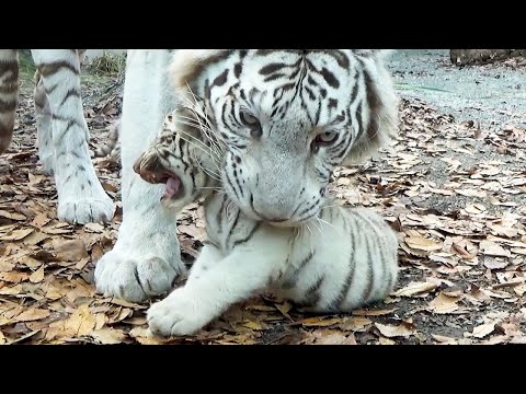 Видео: Милая борьба мамы 🤣 Цуки и Сигурэ снова возвращаются 💖