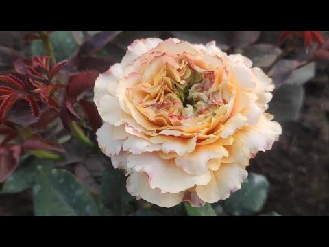 Видео: ЦВЕТЕНИЕ  РОЗ 🌹🌹на даче у Елены