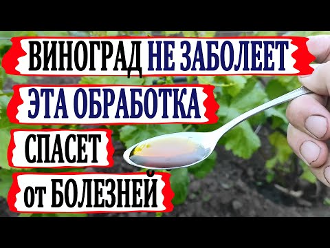Видео: 🍇 Цветение! Чтобы виноград не заболел! КОГДА и ЧЕМ провести ВТОРУЮ ОБРАБОТКУ от болезней.