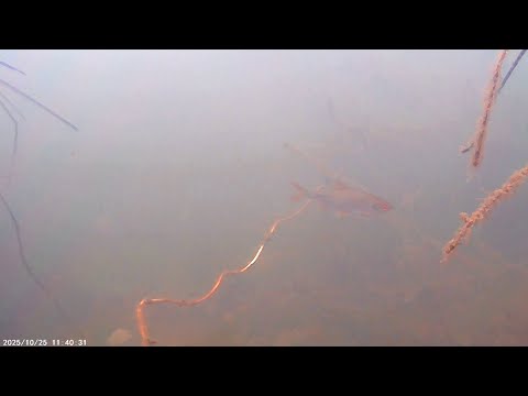 Видео: Плітка на малій річці 2025-10-25