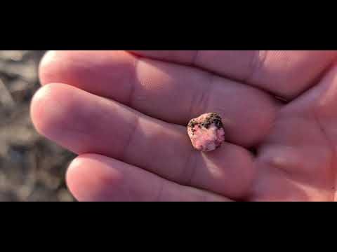 Видео: Нут, люпин, дайкон. Посевная 2021. No -till 11.04.2021