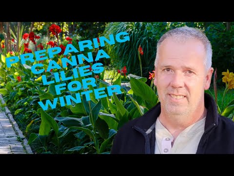 Видео: Выкапывание канн для зимнего хранения.