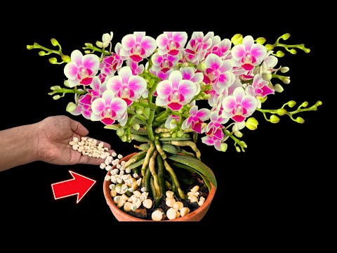 Видео: Посыпьте горсть на корень, слабая орхидея чудесным образом вырастет