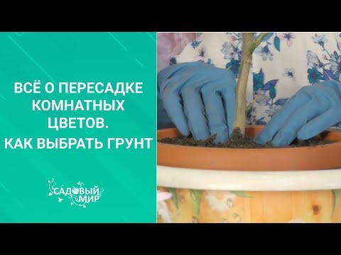 Видео: Зачем пересаживать комнатные цветы.