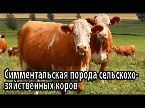 Видео: Симментальская порода сельскохозяйственных коров