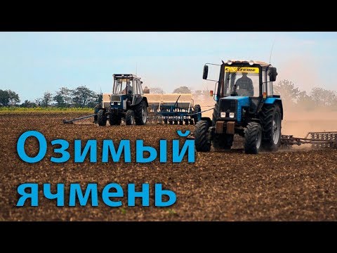 Видео: Сеем ячмень! Протравливаем семена! Каткуем! ЮМЗ-8280, МТЗ-892