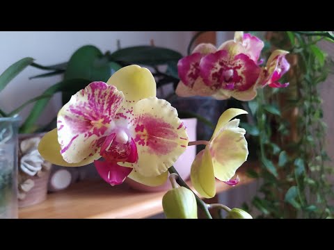 Видео: Цветение орхидей в октябре #orhidee #flowers #орхидеи