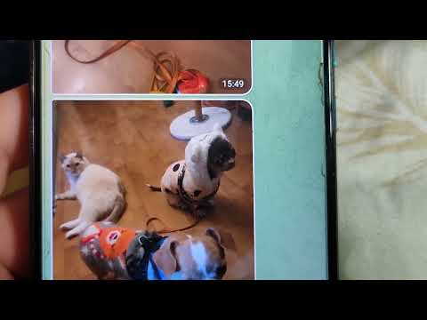 Видео: Вот такая милашка в питомнике чихуахуа Мари Мистик