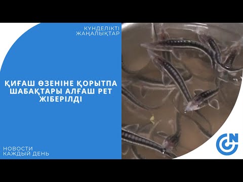 Видео: ҚИҒАШ ӨЗЕНІНЕ ҚОРЫТПА ШАБАҚТАРЫ АЛҒАШ РЕТ ЖІБЕРІЛДІ