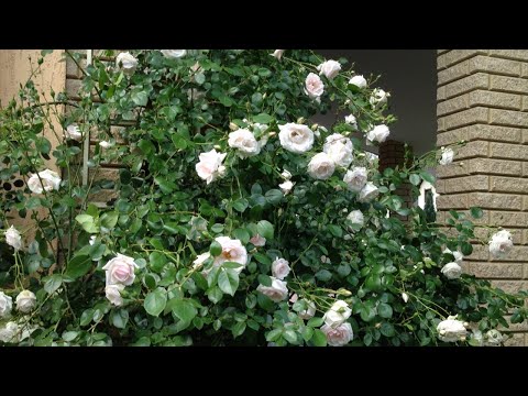 Видео: Начало цветения. Пьер Де Ронсар, Лагуна, Грехам Томас,  Нью Даун