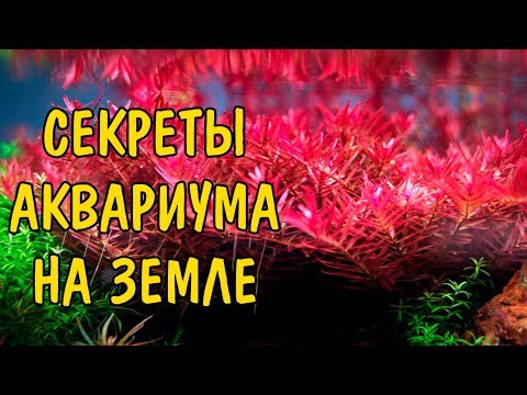 Видео: СЕКРЕТЫ АКВАРИУМА НА ЗЕМЛЕ. ЗЕМЛЯ В АКВАРИУМЕ