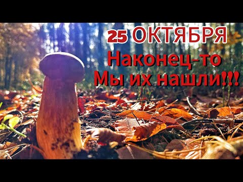 Видео: ПОД КОНЕЦ ОКТЯБРЯ ОНИ НАКОНЕЦ-ТО ПОЛЕЗЛИ!!!