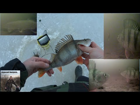 Видео: Окунь на блесну подводные съёмки. Ловля окуня зимой. Focusfish.