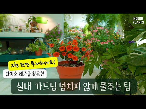 Видео: Советы по поливу нескольких горшков одновременно, чтобы избежать перелива