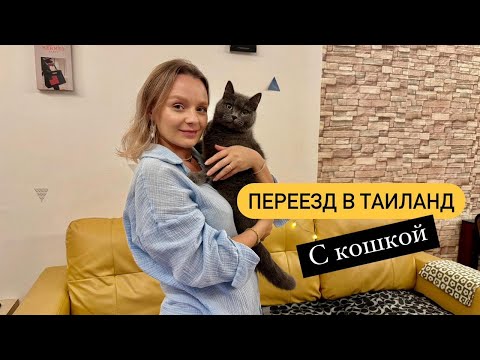 Видео: Переезд в Таиланд с питомцем | Перелёт в Таиланд с кошкой.