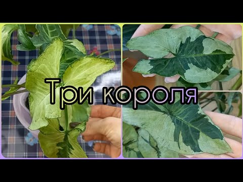 Видео: Три короля🌱Формирование СИНГОНИУМА🌸Черенкование🌱Размножение🌸Укоренение🌱Посадка🌱Состав грунта🌸Полив🌱