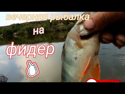 Видео: Вечерняя рыбалка на фидер. Алтайский край река Чумыш.