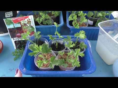 Видео: Два способа укоренения пеларгоний ангелов