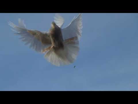 Видео: Трохи молоді
