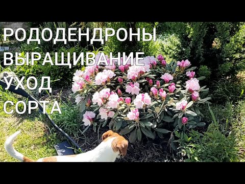 Видео: РОДОДЕНДРОНЫ: ВЫРАЩИВАНИЕ, УХОД, СОРТА | Где посадить рододендрон | Почему не цветет рододендрон