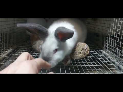 Видео: 692.Вес крольчат в 10 дней,да и тачку доделали .