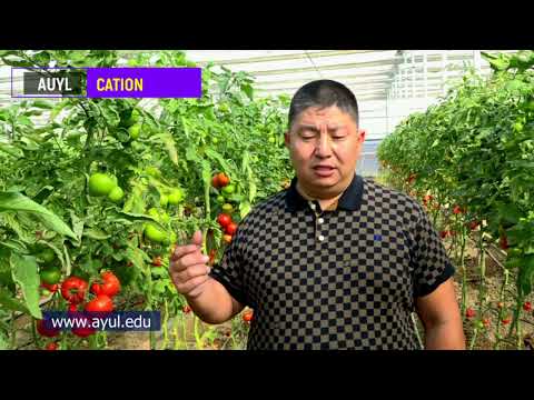 Видео: 4-САБАҚ 2-БӨЛІМ. БИОГУМУСТЫ КӨКӨНІСТЕРГЕ ҚАЛАЙ ҚОЛДАНАМЫЗ?