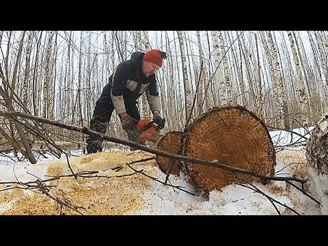 Видео: ЭКСПЕРИМЕНТ ПО СБОРУ ВАЛЕЖНИКА