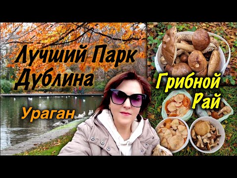 Видео: Ирландия🇮🇪Первый Ураган/Грибы в Октябре/Лучший Парк Дублина/Ирландия Готовится к Зиме