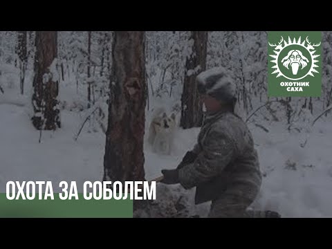 Видео: Охота за соболем. Чёртова ворота.