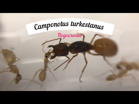 Видео: 7. Camponotus turkestanus подсадка рабочих