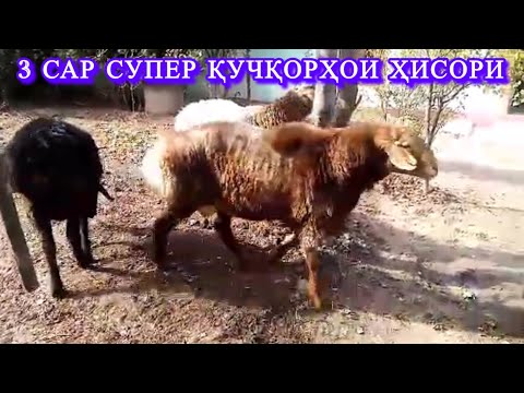 Видео: 3 сар СУПЕР қучқорҳои Ҳисории фуруши. Номер +7 996 432 46 06 ватсап✅ +992 884 74 98 98 ватсап✅
