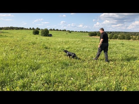 Видео: Тренировка в поле. Немецкий дратхаар и бретонский эпаньоль.