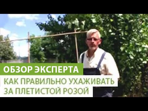 Видео: Как правильно посадить и ухаживать за плетистой розой