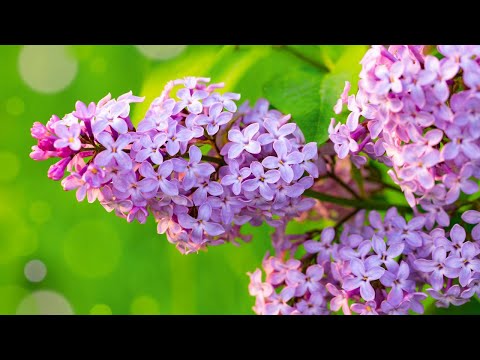 Видео: Музыка лечит сердце 🌿 Расслабляющая музыка для отдыха ума, стресса, беспокойства, медитации #18