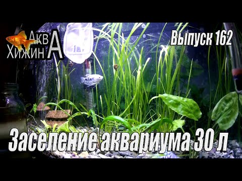 Видео: Заселение аквариума 30 литров (Аква Хижина, выпуск 162)