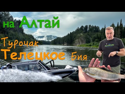 Видео: На АЛТАЙ! Путешествие на озеро ТЕЛЕЦКОЕ, рыбалка на реке Бия, хариус и аэролодка 🔥