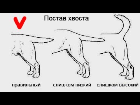 Видео: Все о хвосте лабрадора!
