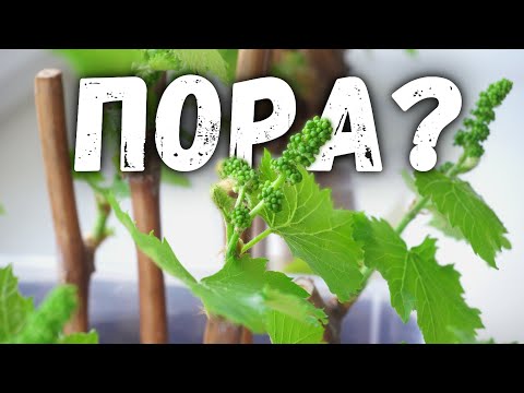 Видео: Когда нужно начинать проращивать черенки винограда?