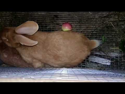 Видео: Первые крольчата в нашем хозяйстве им 20 дней #кролики #rabbit