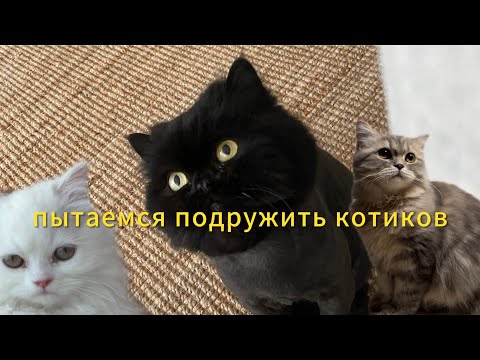 Видео: Ч.2 Много котиков/ как облегчить привыкание / Зарочка нервно шипит 