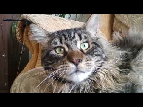 Видео: Мейн-Кун: брать или нет? Честный обзор владельца.