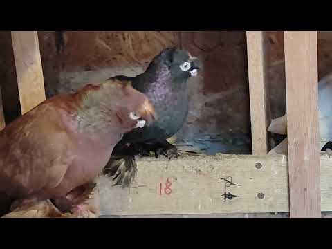 Видео: 9.04.2025г Воронеж Узбекские  голуби Виталия 👍👍👍+79103452439 Виталий