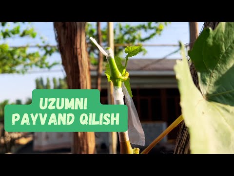 Видео: Kurtak Payvand qilish | Куртак Пайванд килиш