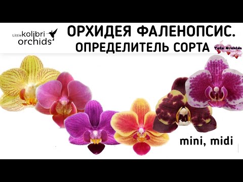 Видео: Орхидея ФАЛЕНОПСИС | ОПРЕДЕЛИТЕЛЬ СОРТА | Orchid Phalaenopsis. Qualifier of a grade. орхидеи orchids