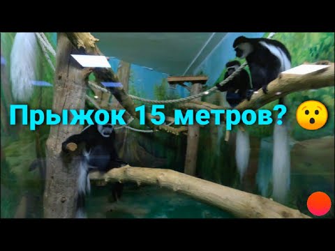 Видео: Восточный колобус. Новосибирский зоопарк. Обезьяны