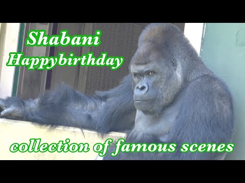 Видео: 27-й день рождения Шабани 🎉 / Год барабанного боя и великолепных сюжетов