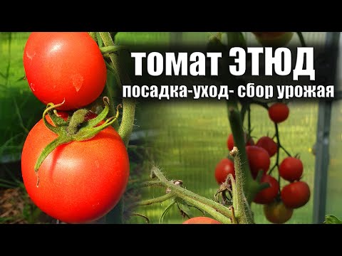 Видео: Томат Этюд Подмосковье Сезон 2022 года